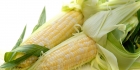 An image showing Corn on the cob